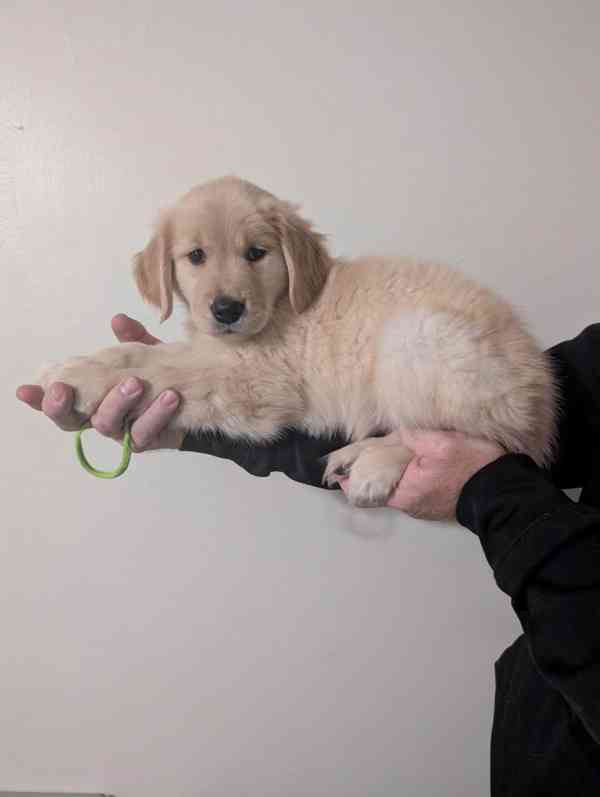 Cachorros Golden Retriever para adoção - foto 3