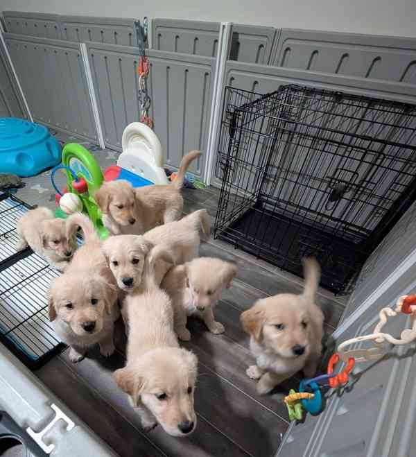 Cachorros Golden Retriever para adoção - foto 8