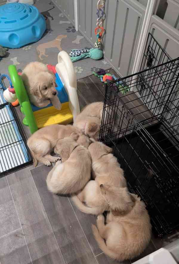 Cachorros Golden Retriever para adoção - foto 9