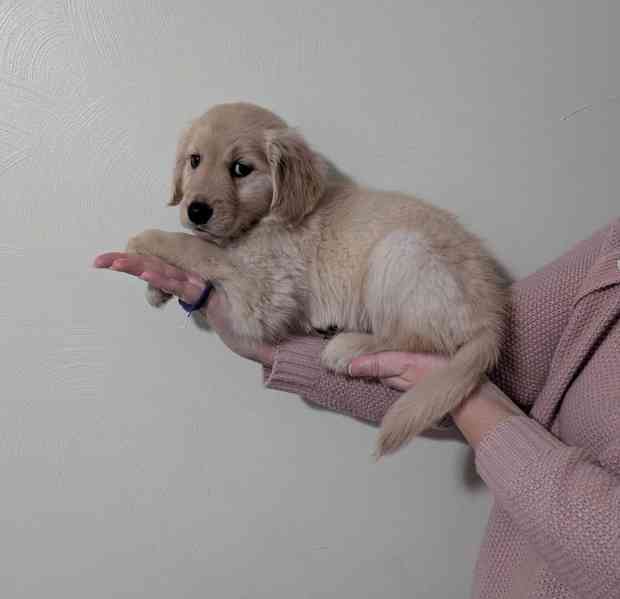 Cachorros Golden Retriever para adoção - foto 1