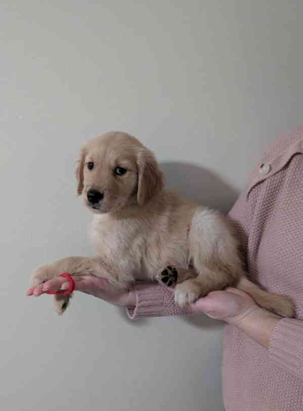 Cachorros Golden Retriever para adoção - foto 4