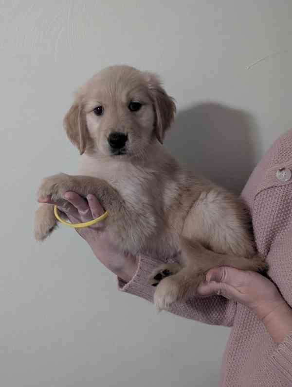 Cachorros Golden Retriever para adoção - foto 5