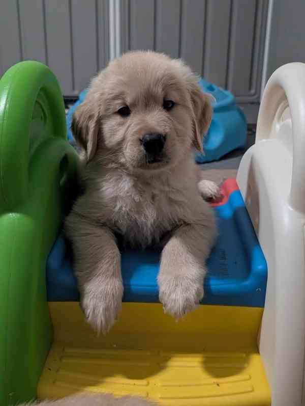 Cachorros Golden Retriever para adoção - foto 7