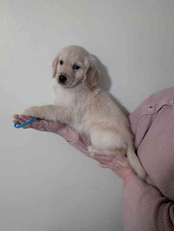 Cachorros Golden Retriever para adoção - foto 2