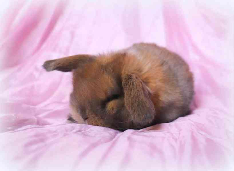Mini lop beránci - zakrslí králíčci na prodej