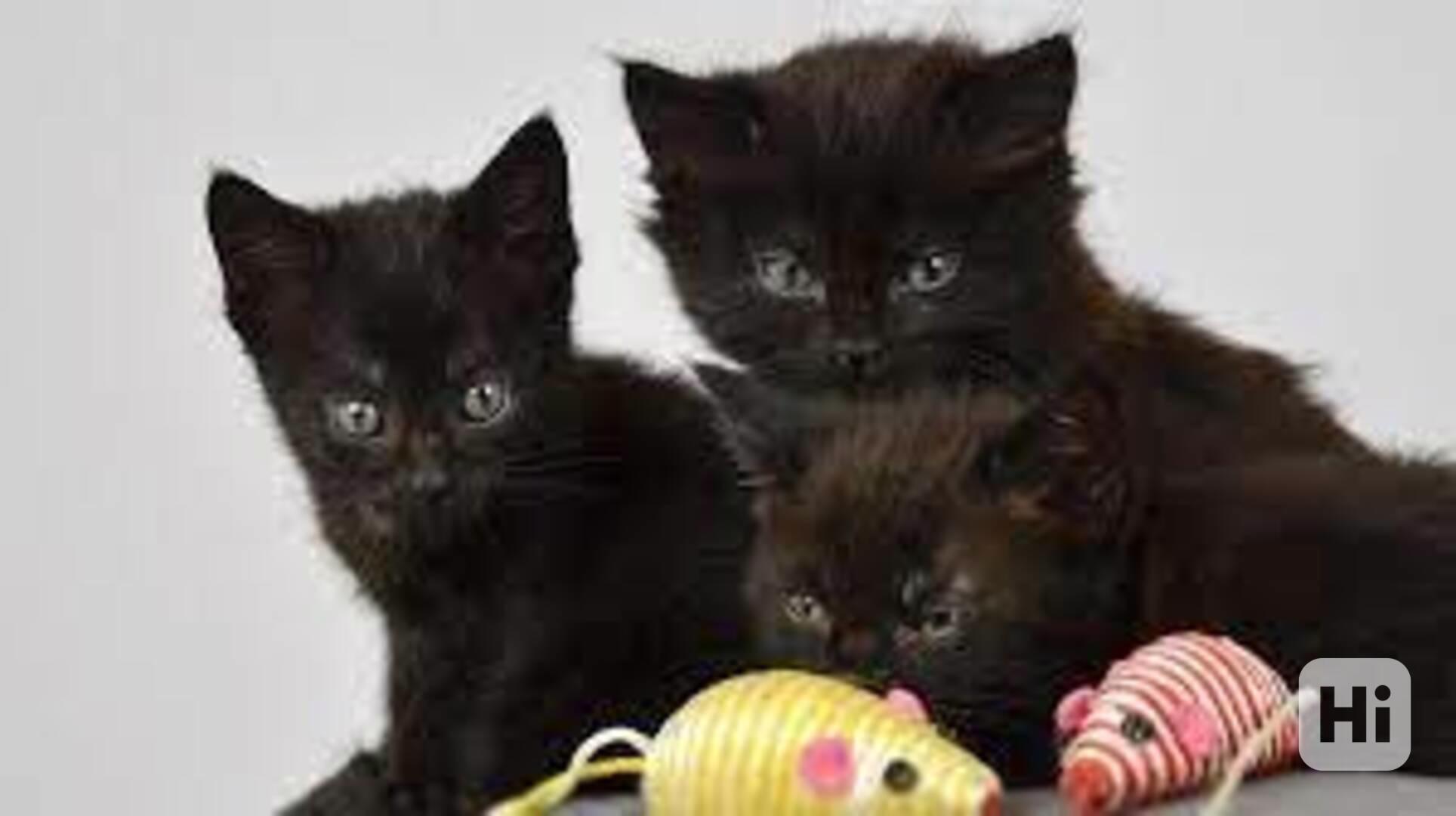 4 koťata z Bombaje hledají své věčné domovy. - foto 1