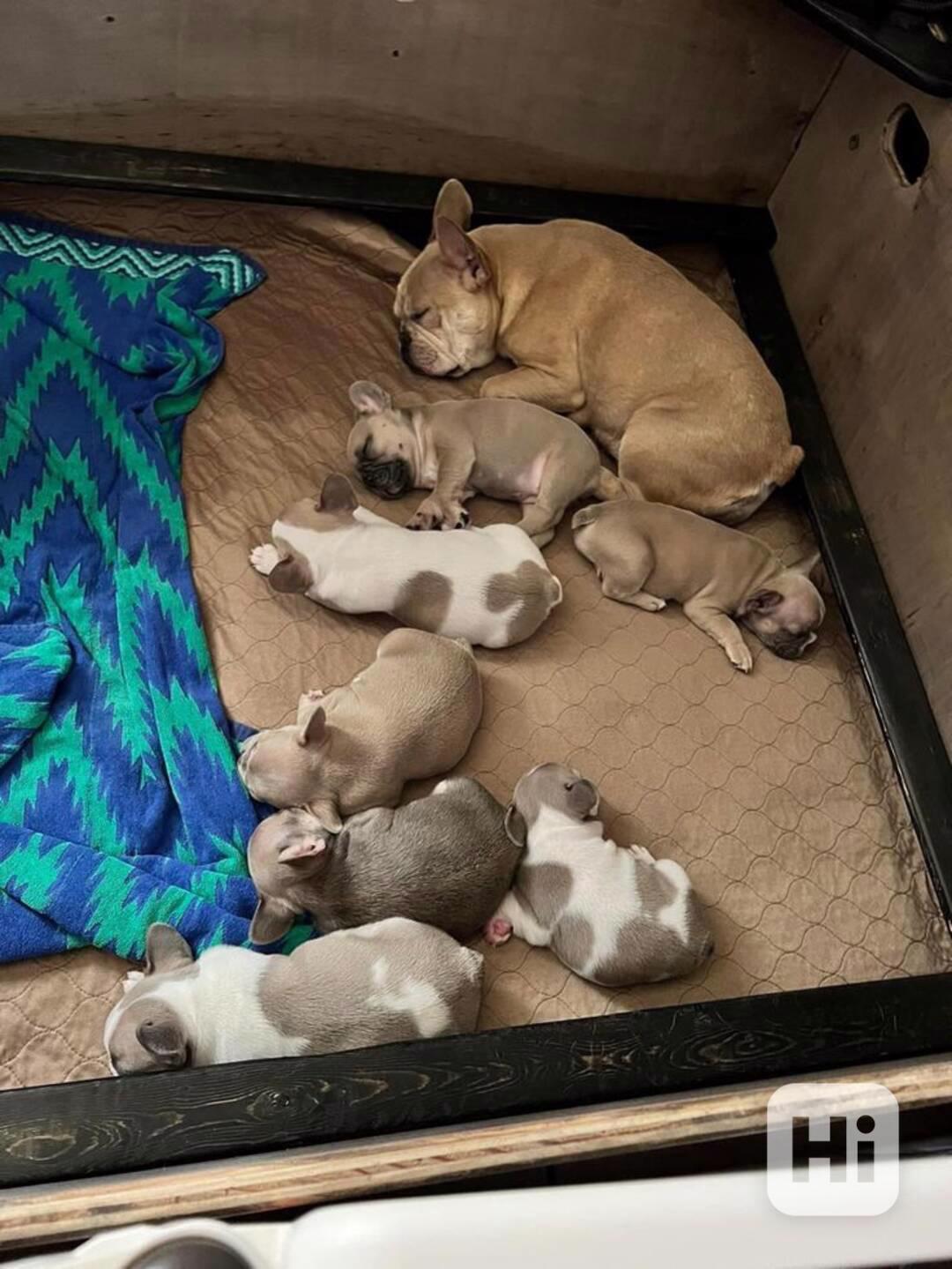 Rozkošná štěňata buldoka - foto 1