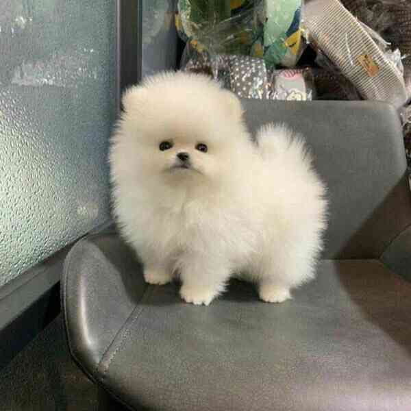 pomeranian bez Pp - foto 1