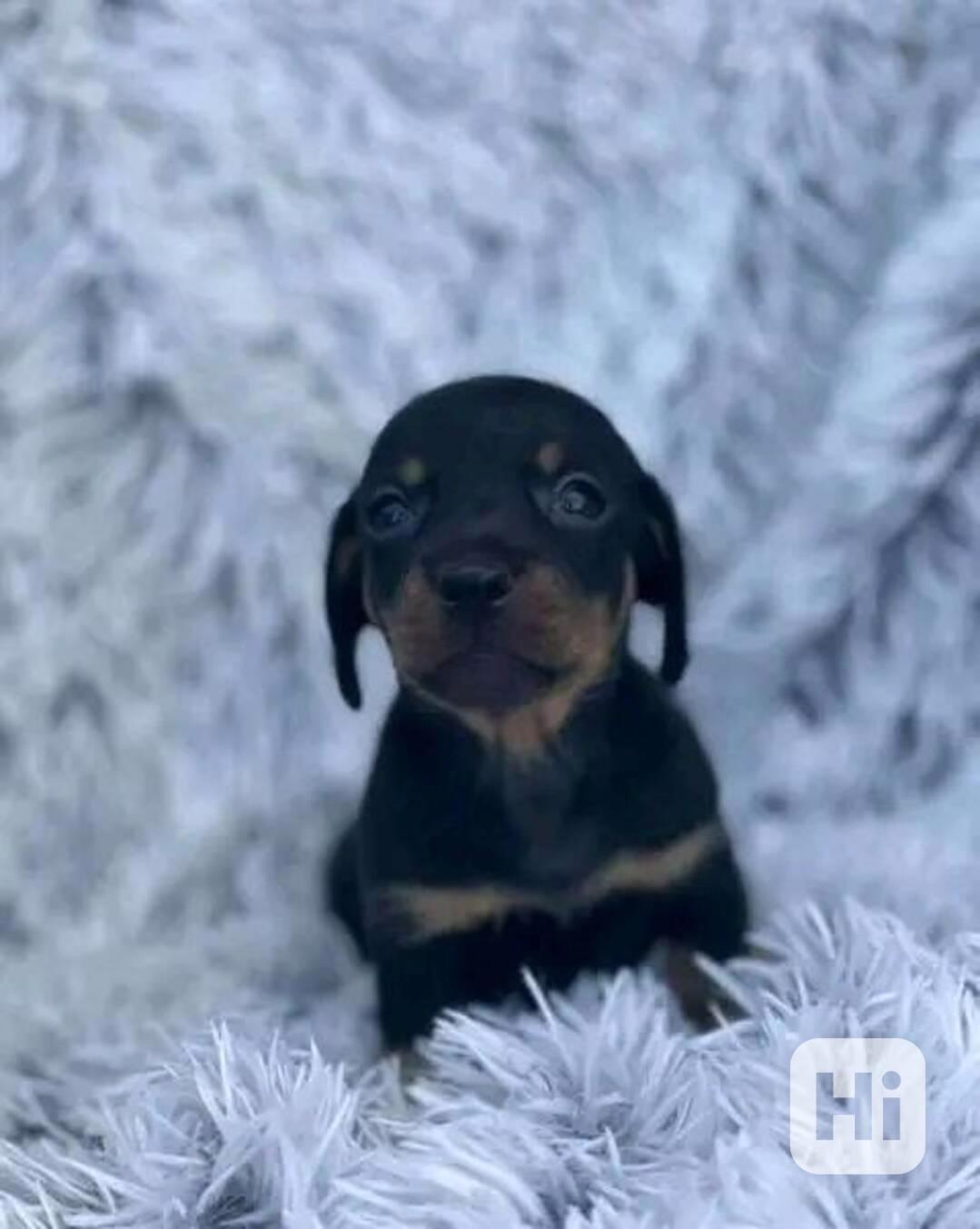 Úžasná štěňata jezevčíka - samec a samice - foto 1