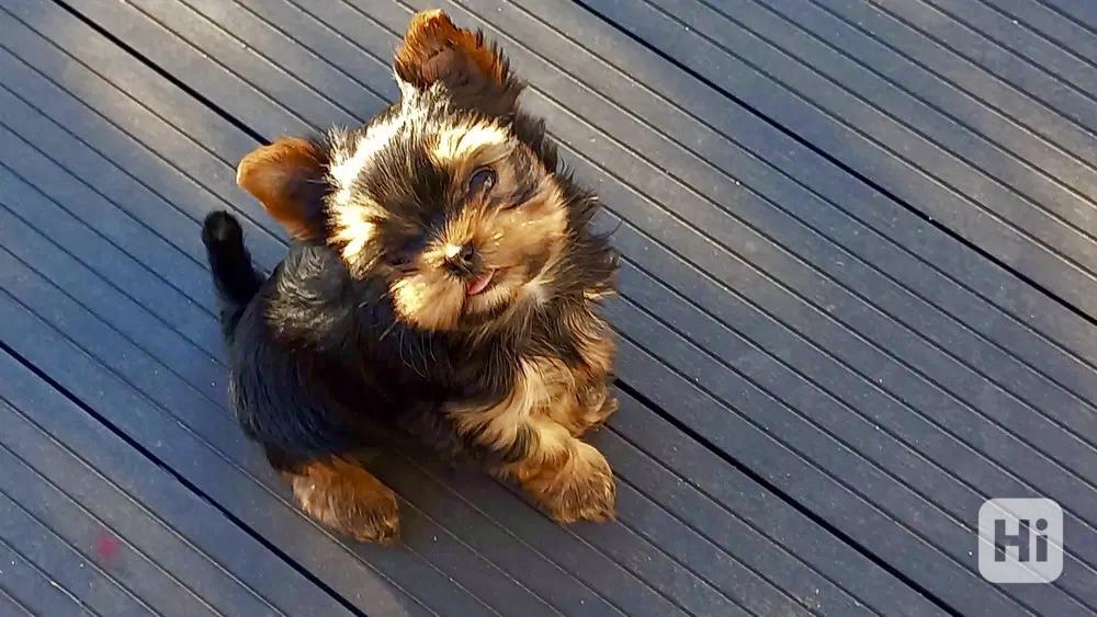 Jorkšírský teriér bez PP - foto 1