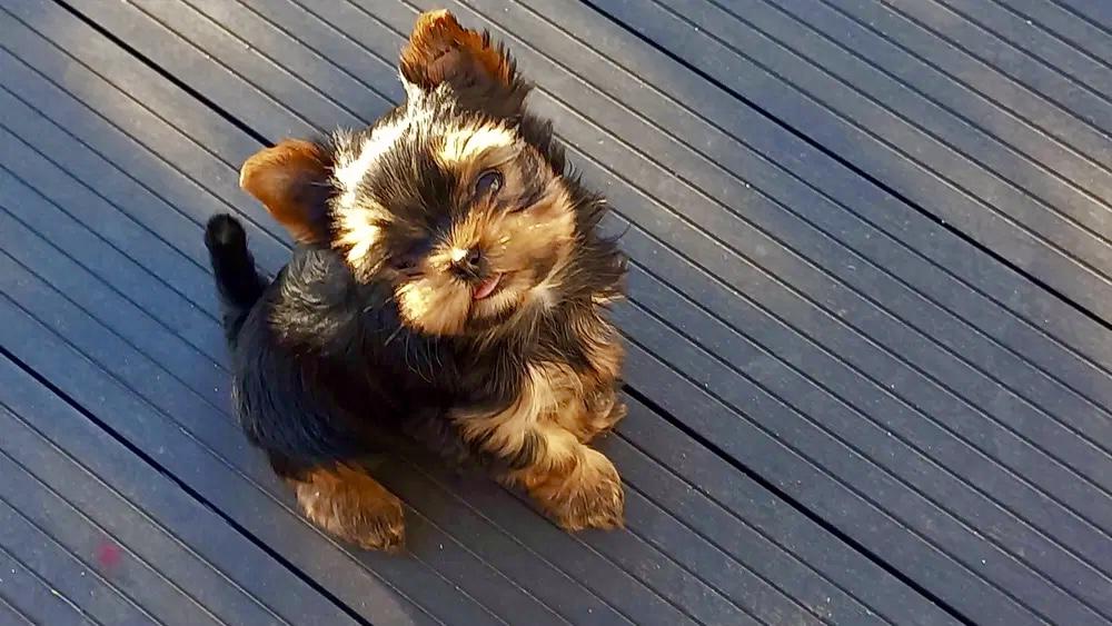 Jorkšírský teriér bez PP - foto 1