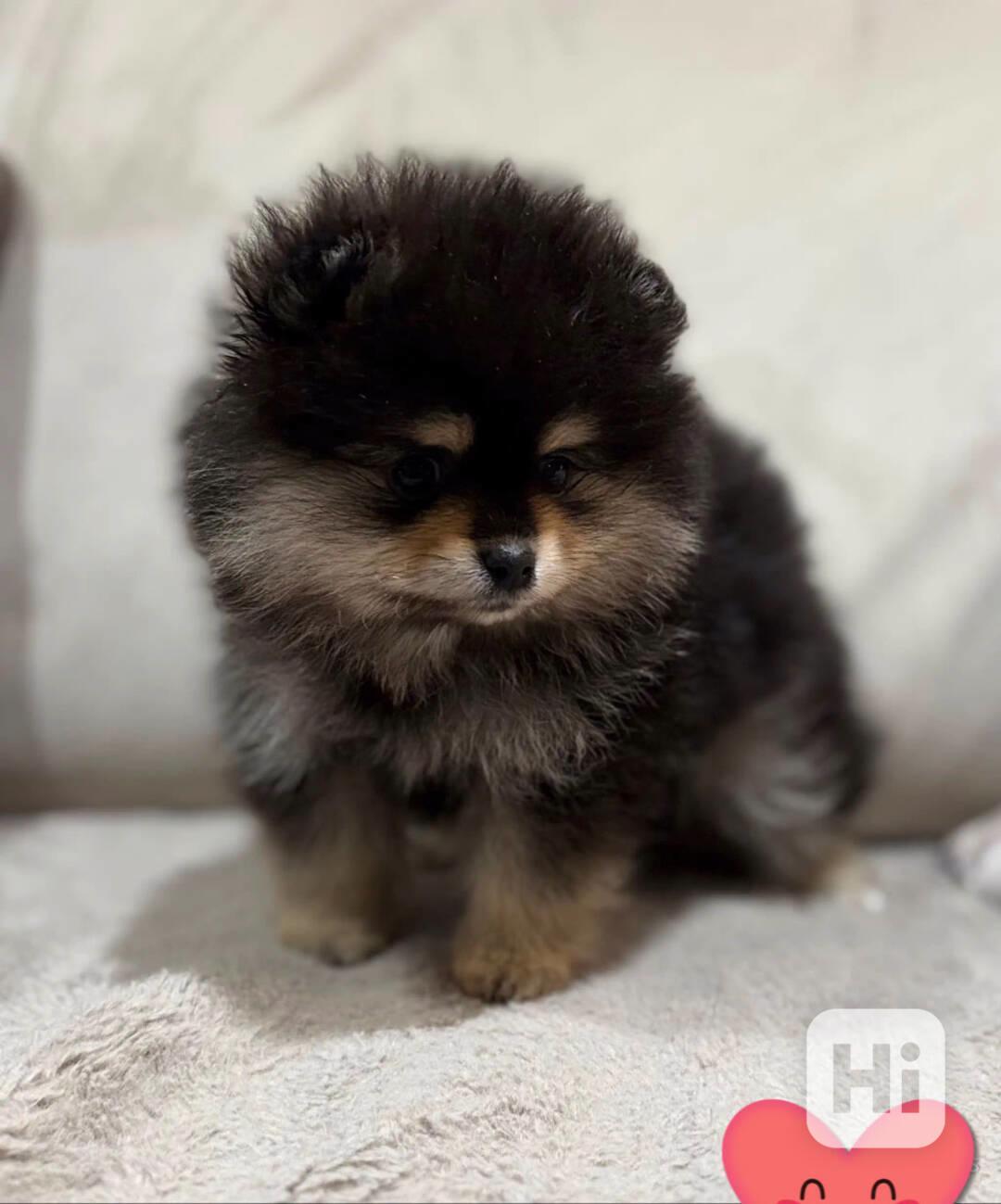 Krásný pomeranian na prodej - foto 1