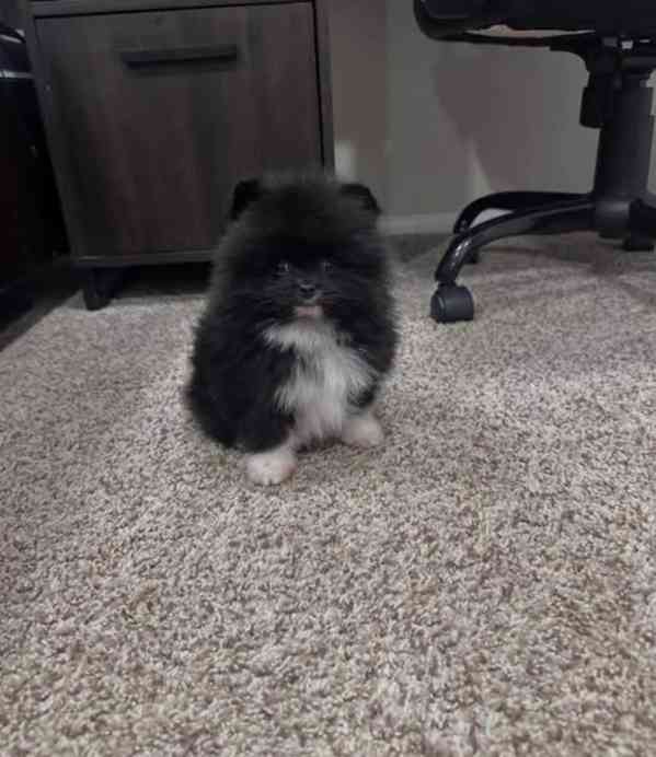 Krásný pomeranian na prodej - foto 3