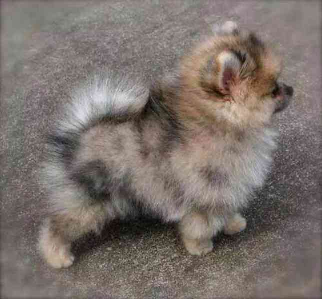 Krásný pomeranian na prodej - foto 4