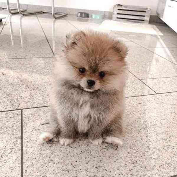Krásný pomeranian na prodej - foto 2
