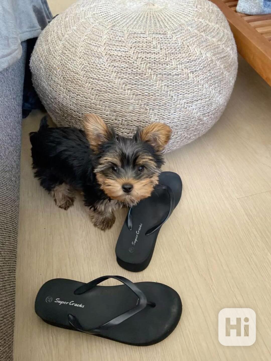 Jorkšírský teriér - foto 1