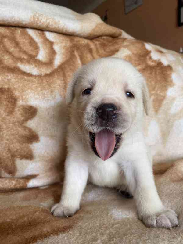 ŽLUTÁ ŠTĚŇATA LABRADORSKÉHO RETRÍVRA S PP - foto 4