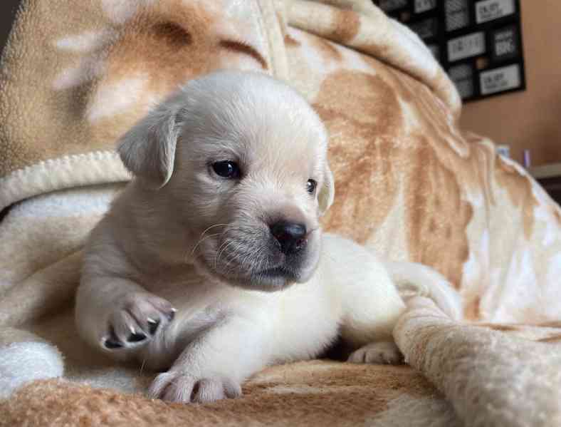 ŽLUTÁ ŠTĚŇATA LABRADORSKÉHO RETRÍVRA S PP - foto 2