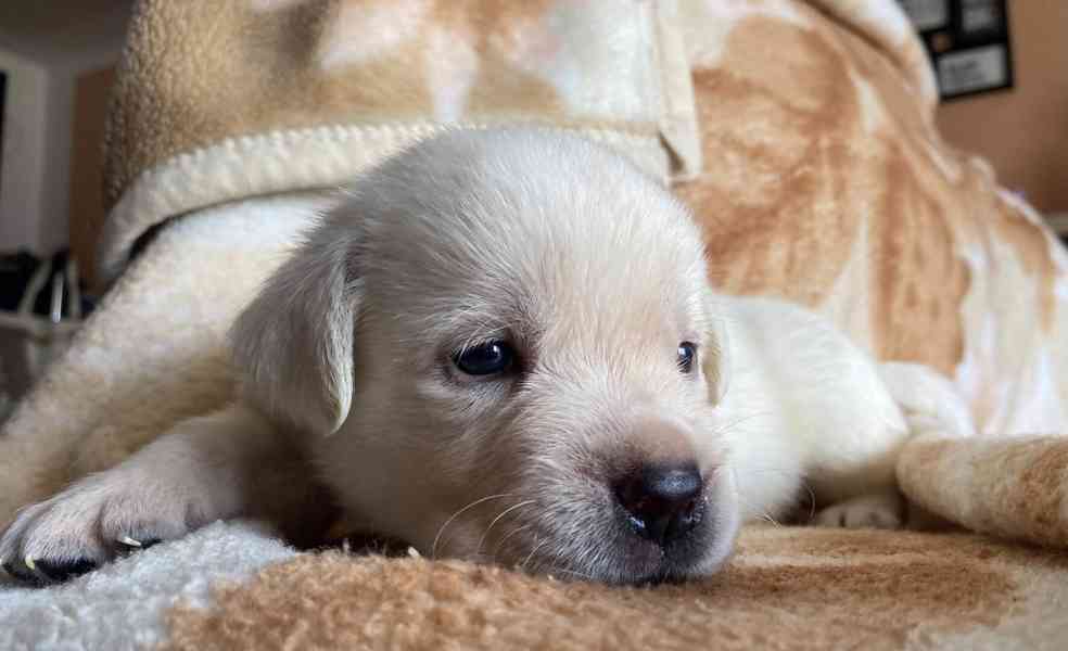 ŽLUTÁ ŠTĚŇATA LABRADORSKÉHO RETRÍVRA S PP - foto 3