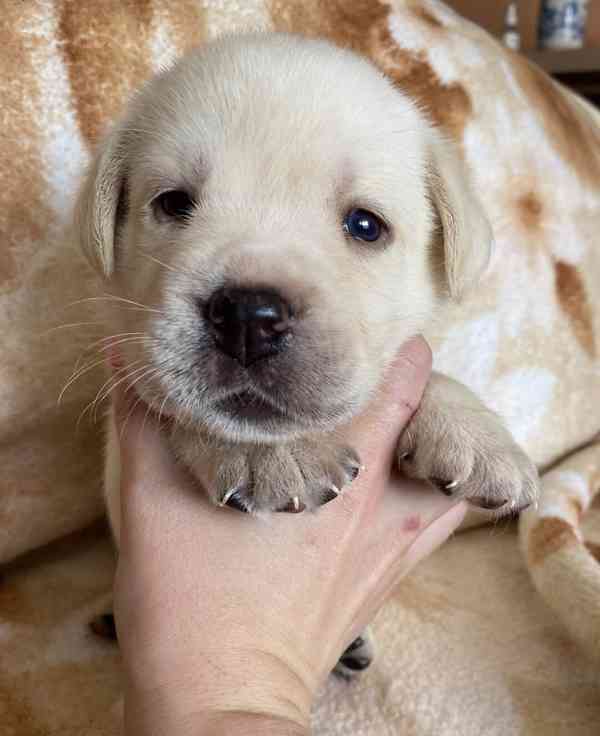 ŽLUTÁ ŠTĚŇATA LABRADORSKÉHO RETRÍVRA S PP - foto 5