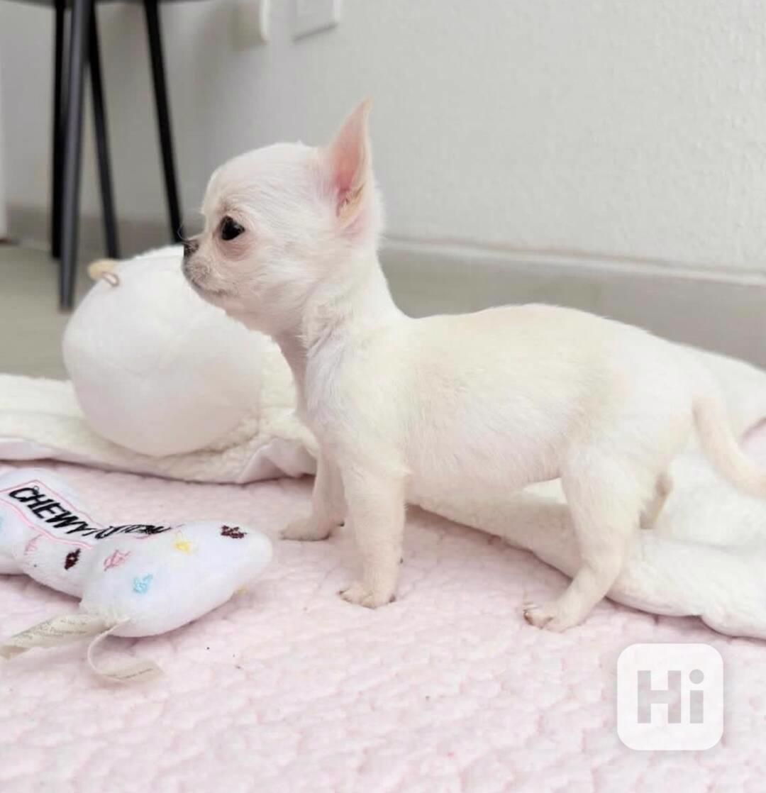 Krásná mini štěňata čivavy  - foto 1