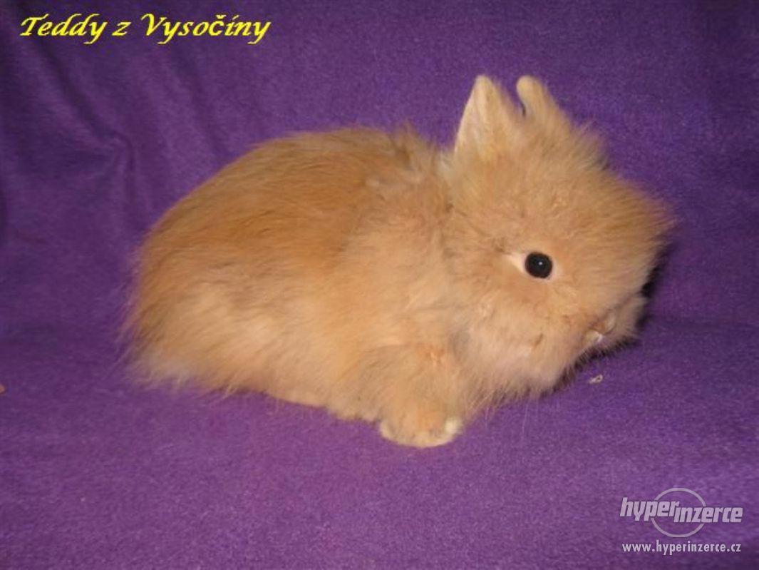 Teddy králíčci s VP - foto 1
