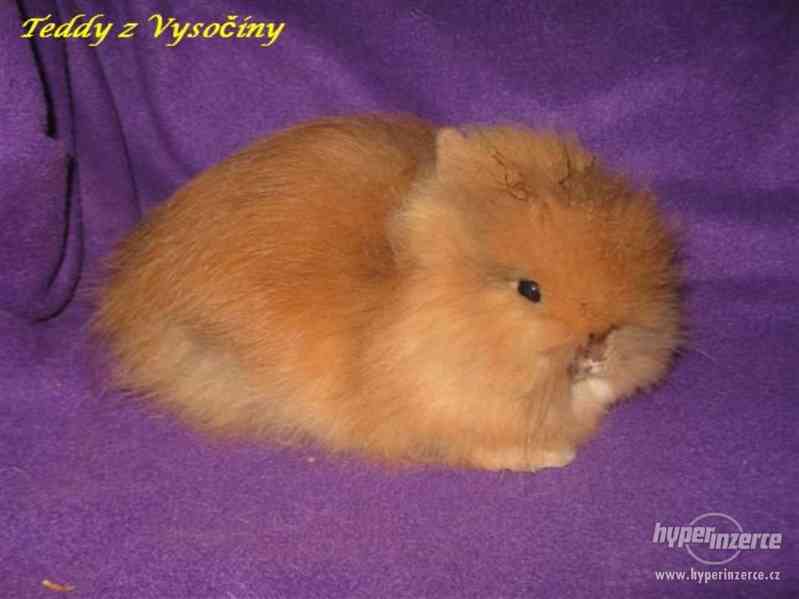 Teddy králíčci s VP - foto 2
