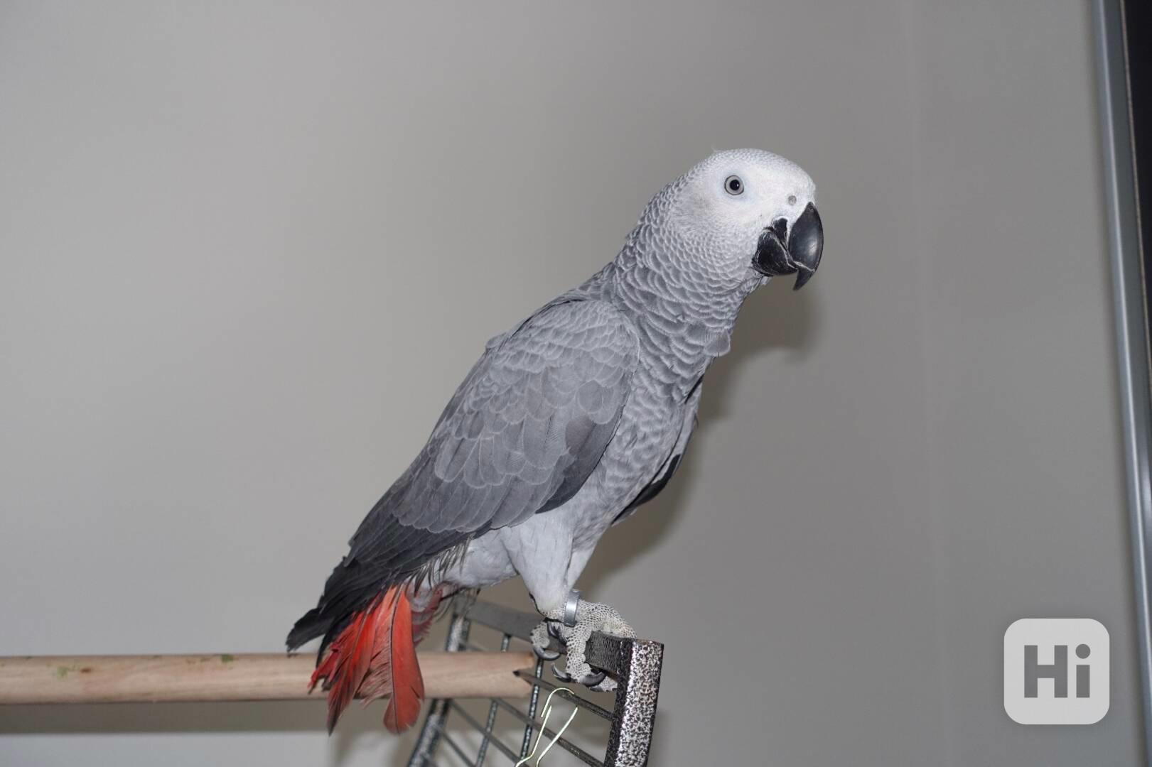 Domácí papoušek šedý - foto 1