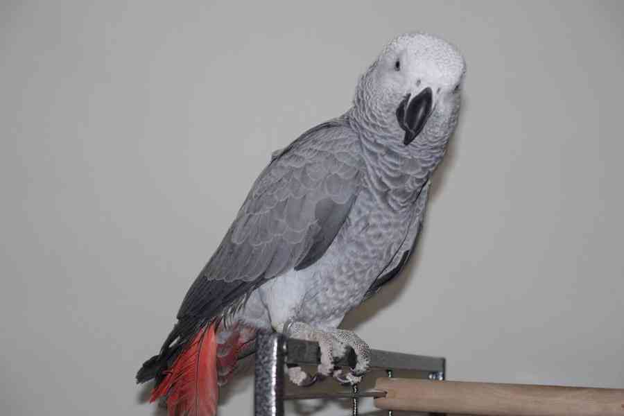 Domácí papoušek šedý - foto 2