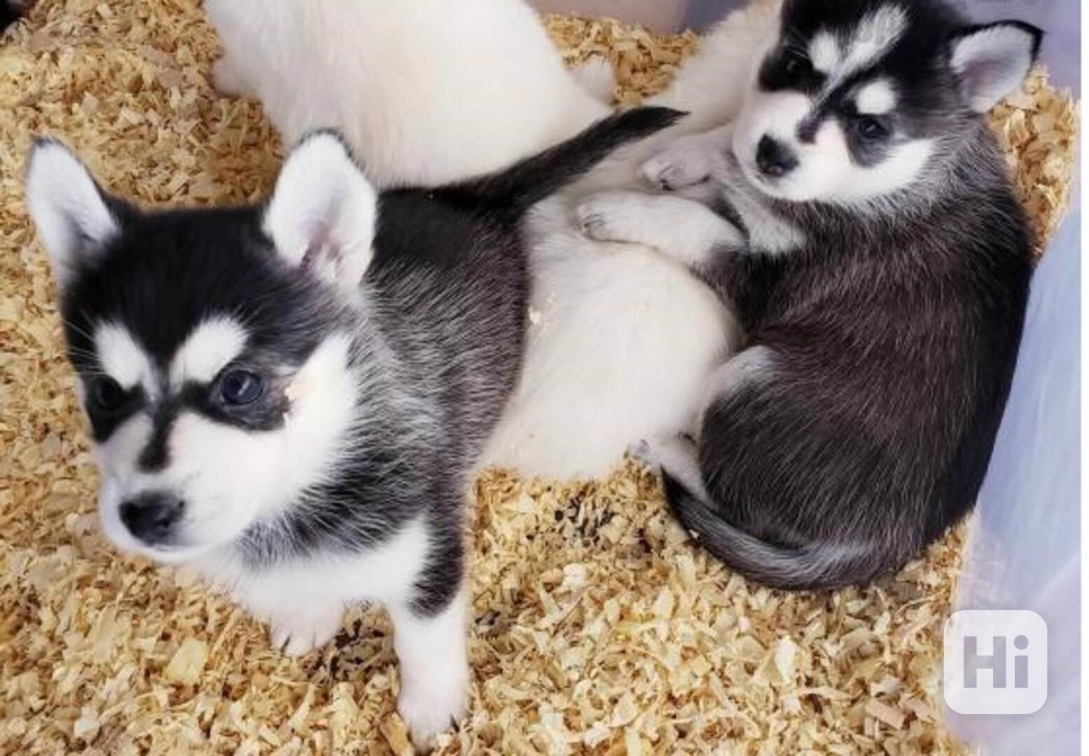 Štěně Husky  - foto 1