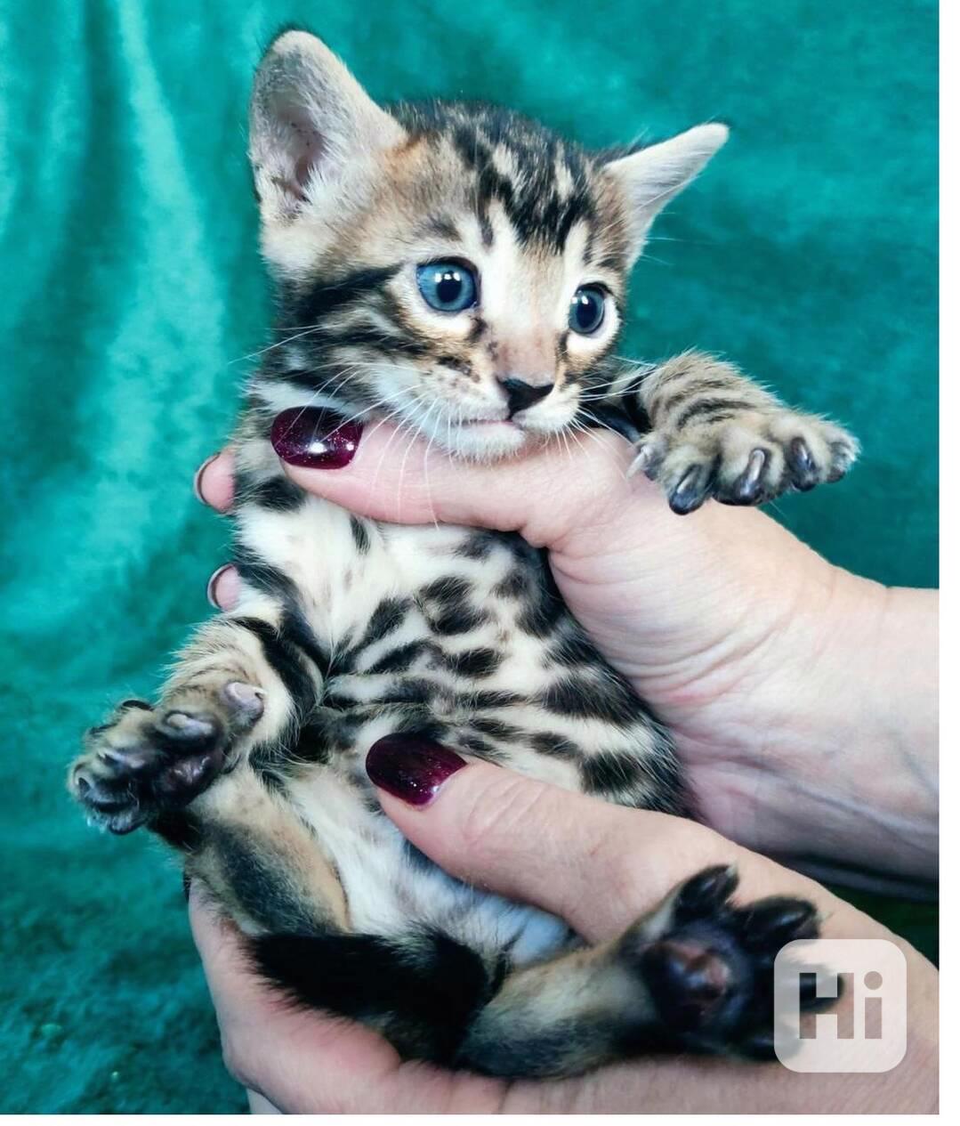 Bengálská koťátka k dispozici - foto 1