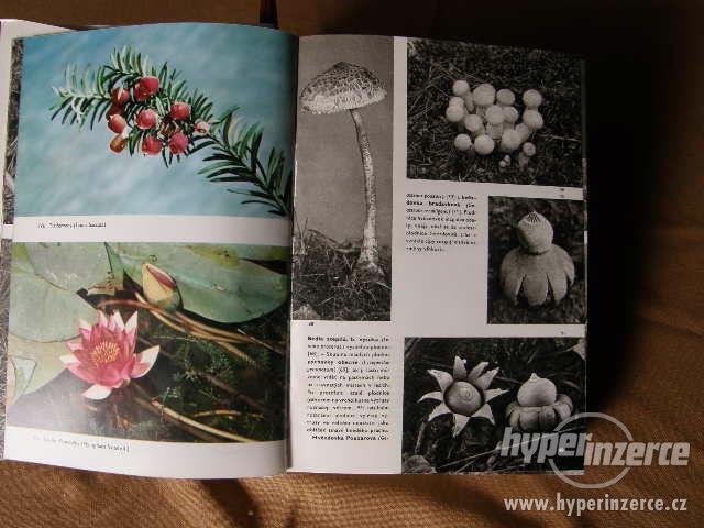 Velký obrazový atlas rostlin - foto 4