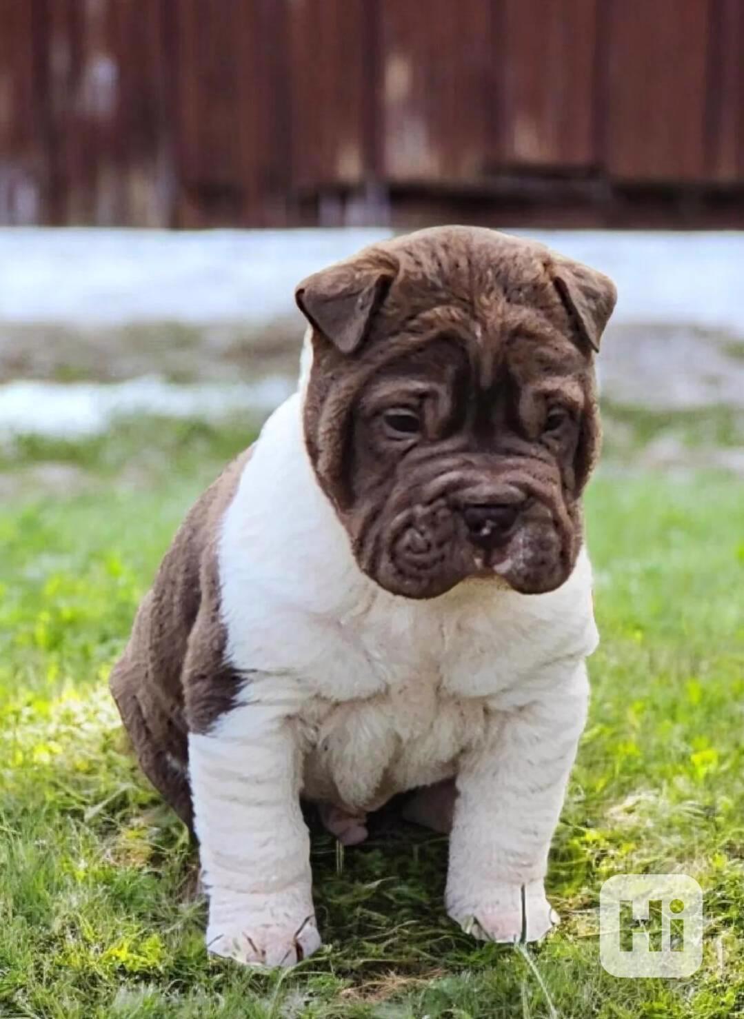 Jester čokoládový mini šar-pej - foto 1