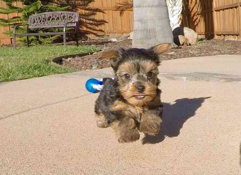 Dárek zdarma Dvě štěňata Yorkie k adopci zdarma   - foto 2