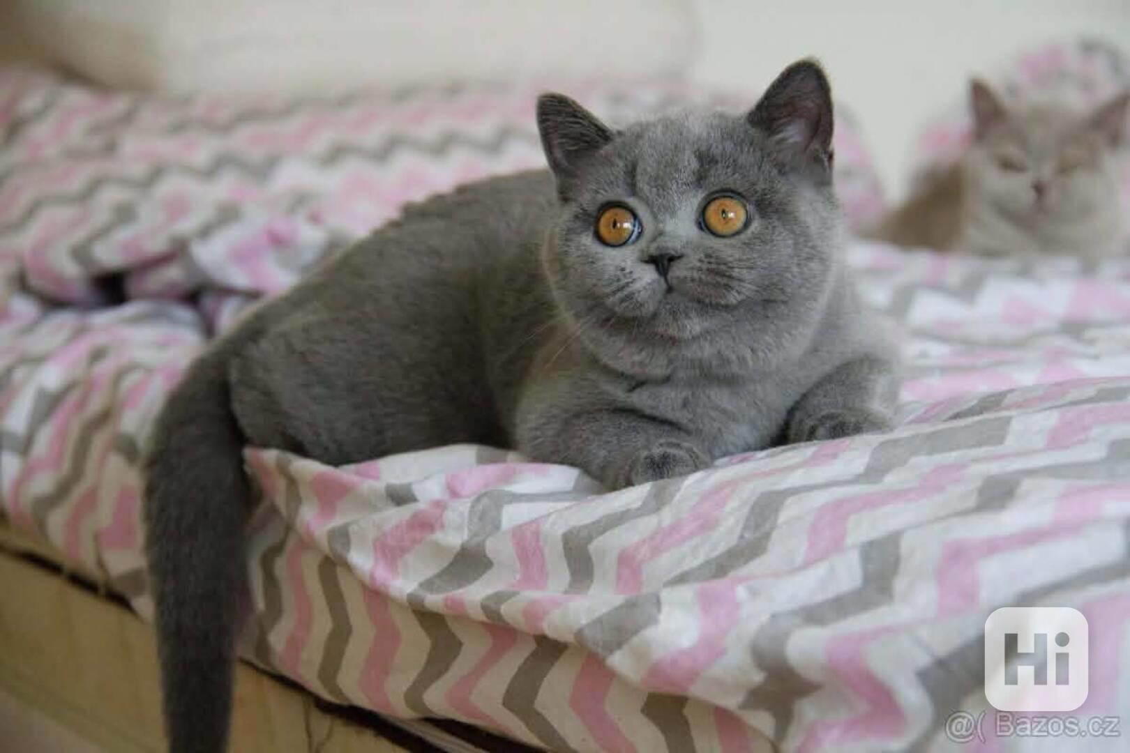 Britská koťata s Pp - foto 1