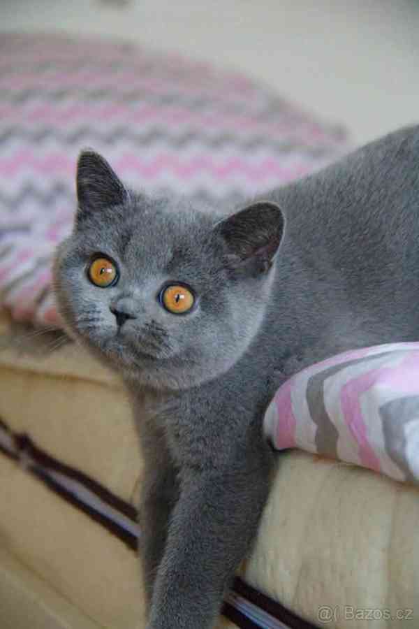 Britská koťata s Pp - foto 3