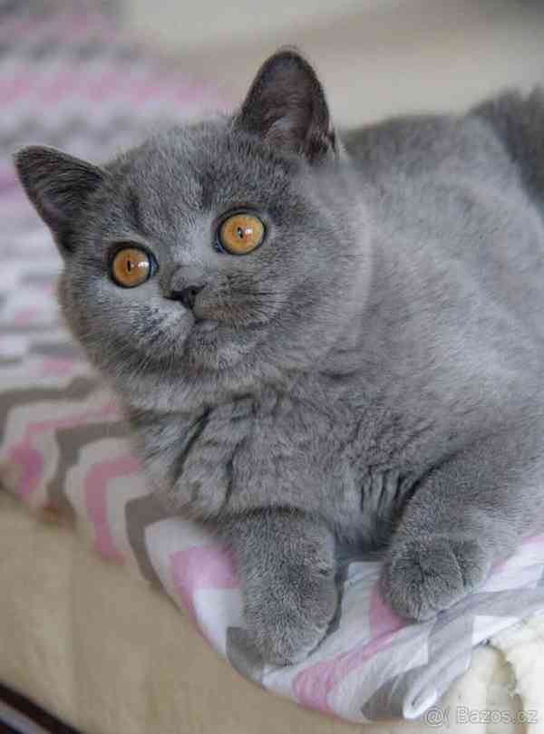 Britská koťata s Pp - foto 2