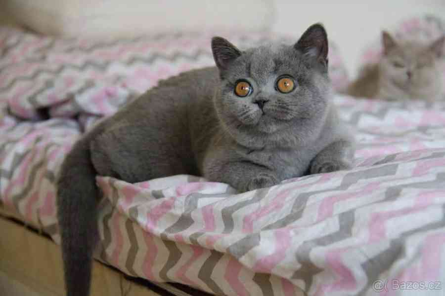 Britská koťata s Pp - foto 1