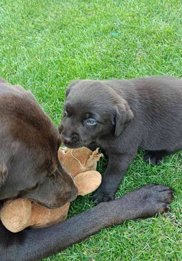 Labradorský retrívr - foto 3