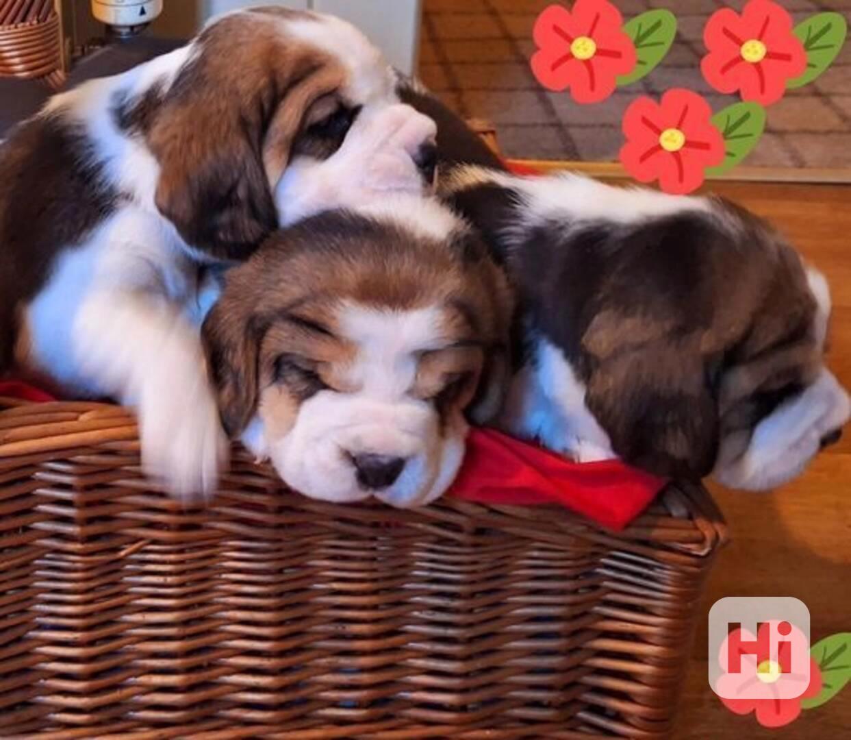 **ÚŽASNÁ ŠTĚŇATA BEAGLA (ZAREGISTRUJÍCÍ SE KC)** - foto 1