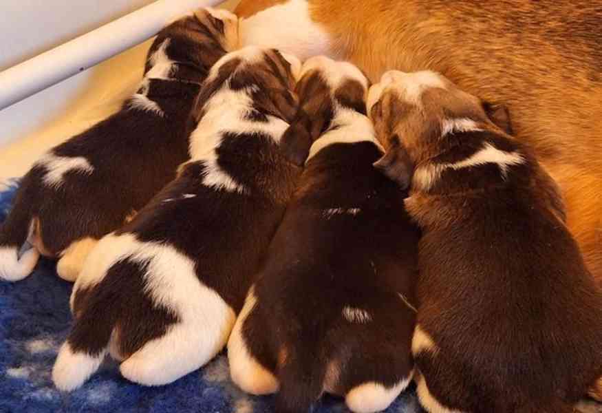 **ÚŽASNÁ ŠTĚŇATA BEAGLA (ZAREGISTRUJÍCÍ SE KC)** - foto 5