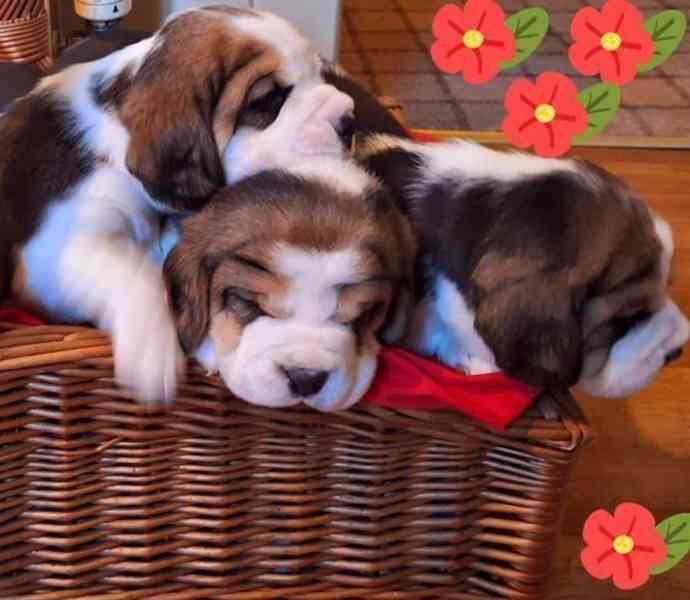 **ÚŽASNÁ ŠTĚŇATA BEAGLA (ZAREGISTRUJÍCÍ SE KC)** - foto 1