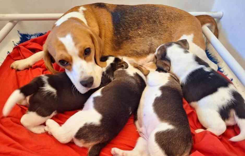 **ÚŽASNÁ ŠTĚŇATA BEAGLA (ZAREGISTRUJÍCÍ SE KC)** - foto 6