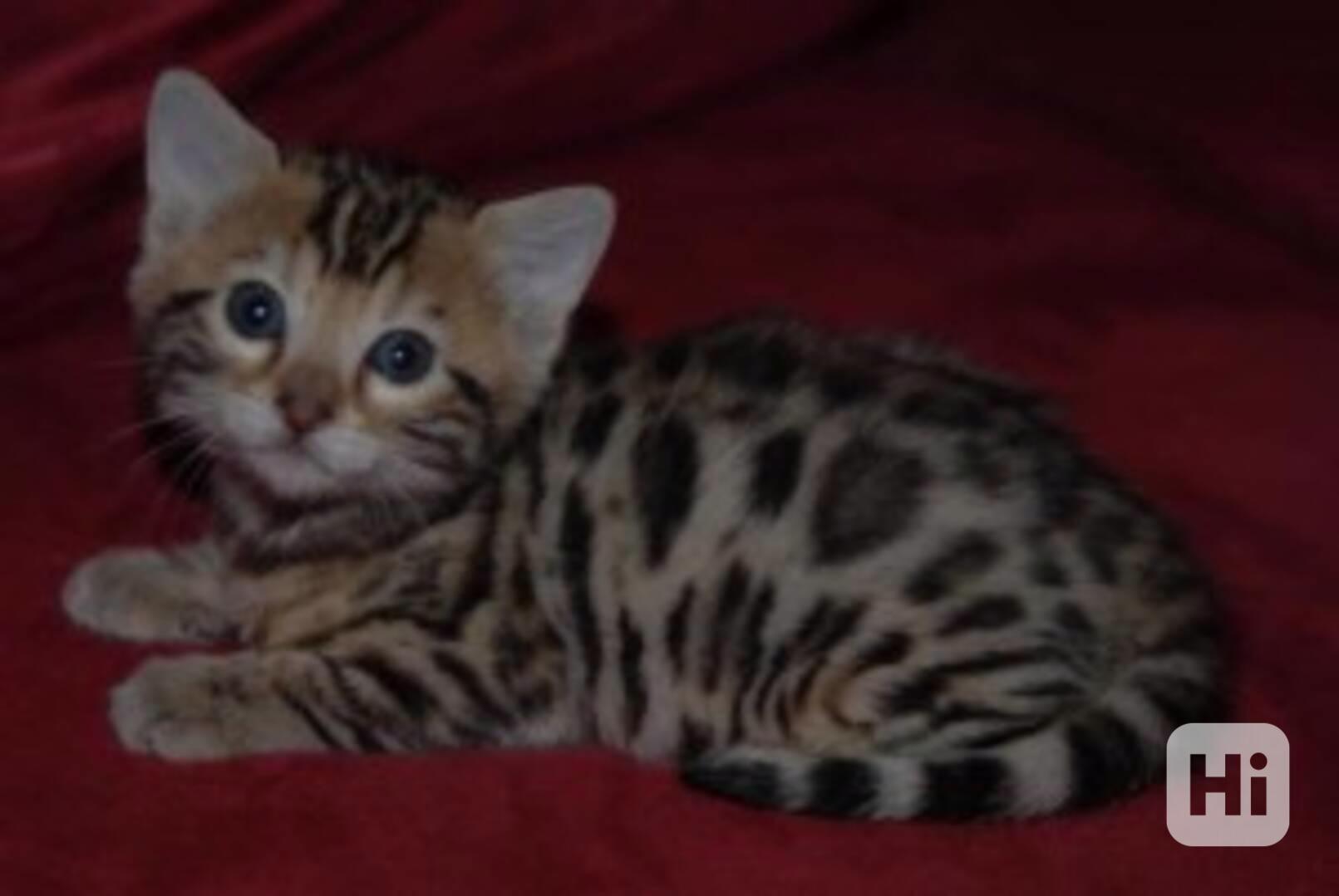 roztomilá  bengálská koťátka k adopci - foto 1