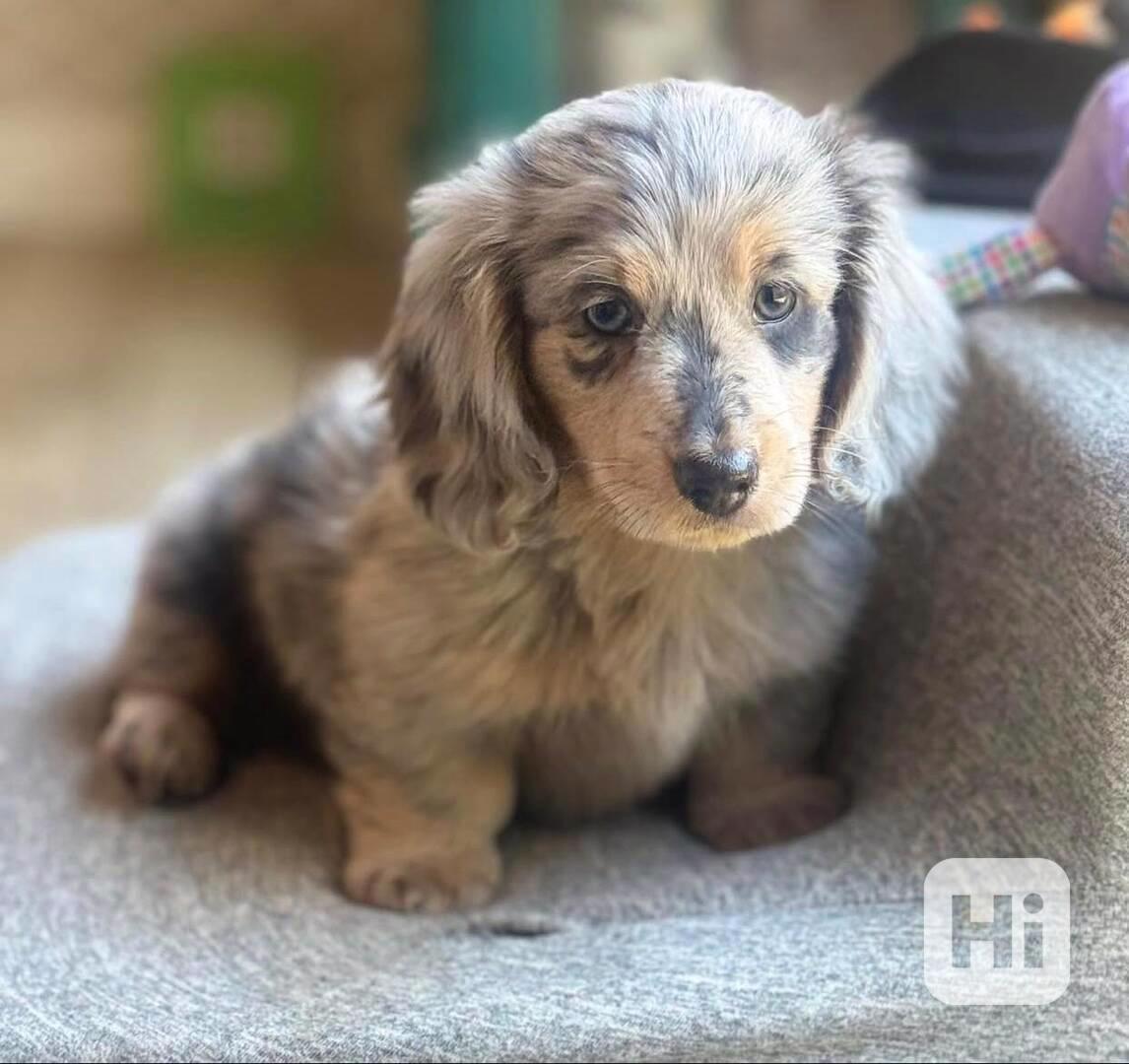 Štěňata jezevčíka k adopci. - foto 1