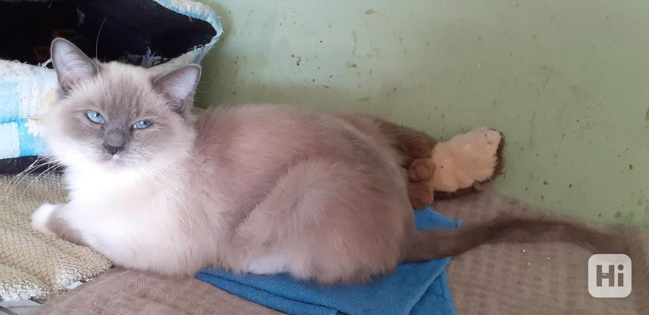 2roční modrooká hodná kráska Luna  - foto 1
