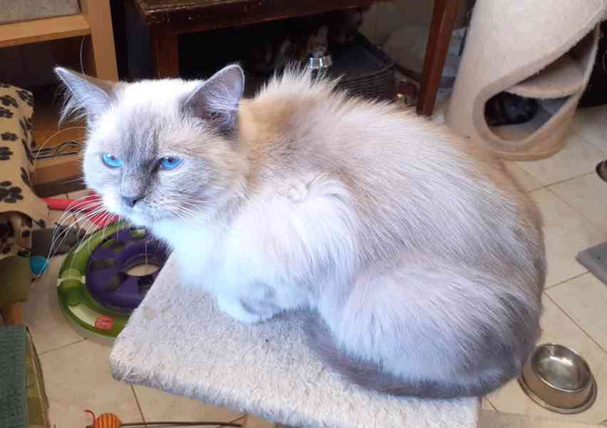 2roční modrooká hodná kráska Luna  - foto 3