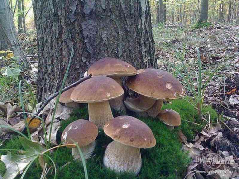 Prodám sušené houby špičkové kvality - foto 1