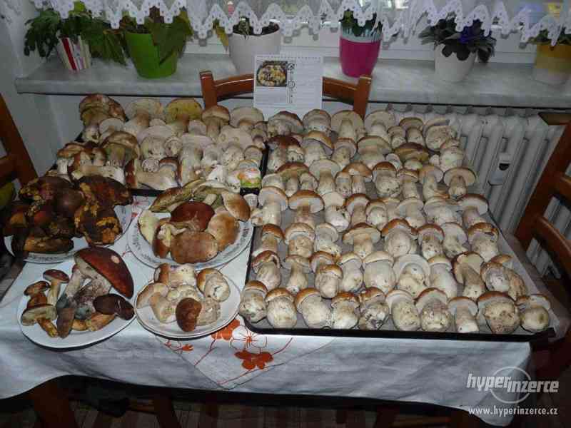 Prodám sušené houby špičkové kvality - foto 7