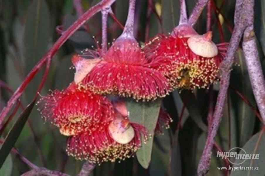 Eucalyptus Caesia - semena - foto 1